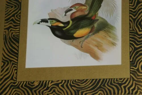 25,5"X 20,5” 1948 GOULD  TOUCANET  BIRD FOLIO LITHOGRAPH FRAMED IN SIGNED DETAILED ARTIST HAND PAINTED FRAME AND 2 MATS TO ENHANCE THE ART WITHIN GORGEOUS DFPN88 DESIGNER WALL ART DÉCOR