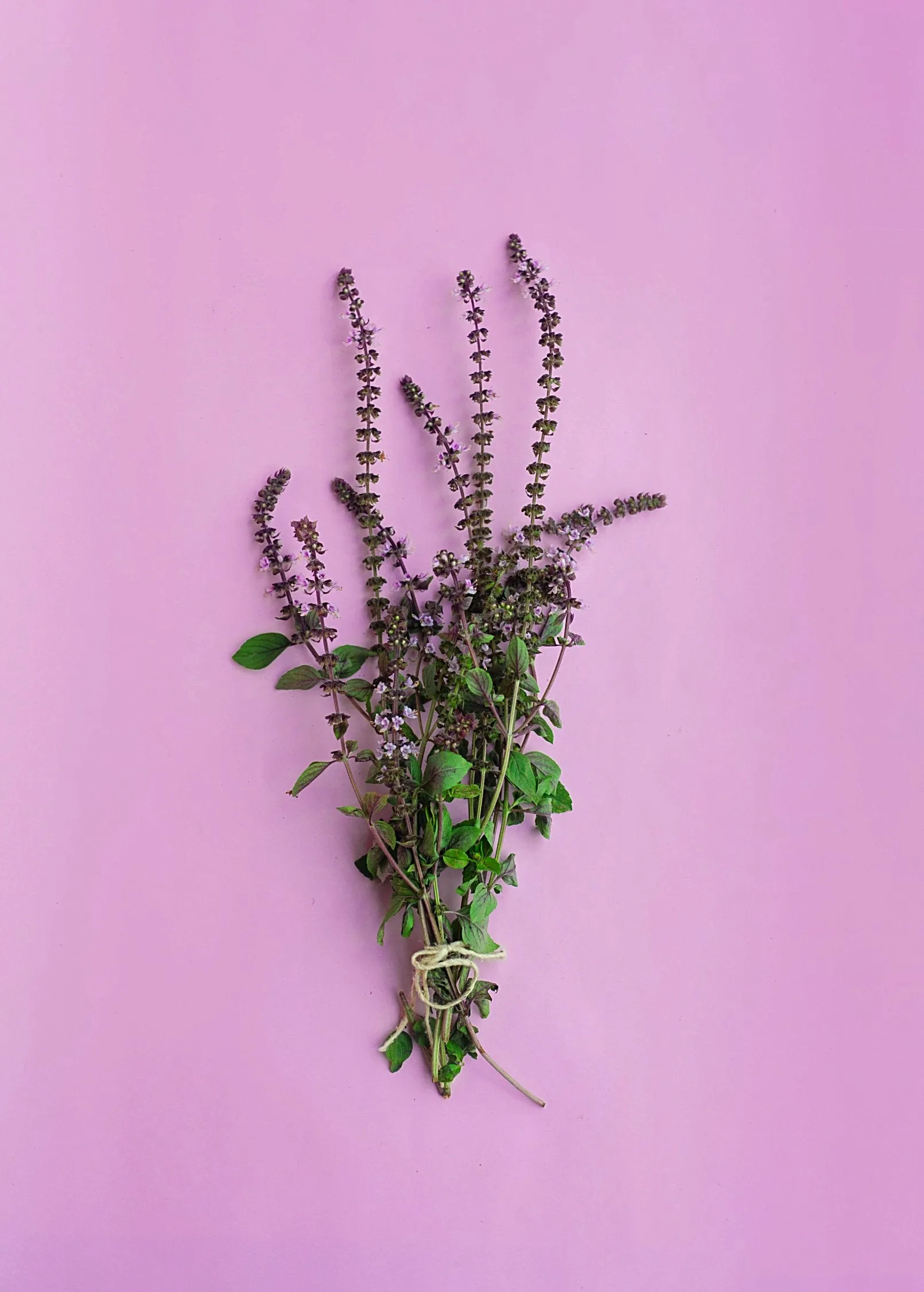 African Blue Basil (Ocimum Kilimandscharicum × Basilicum 'Dark Opal')