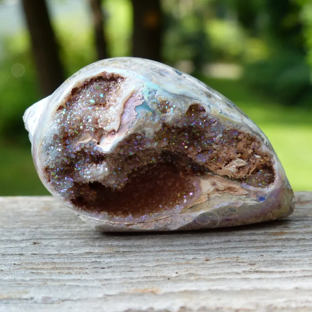 Aura Druzy Shell (#3)