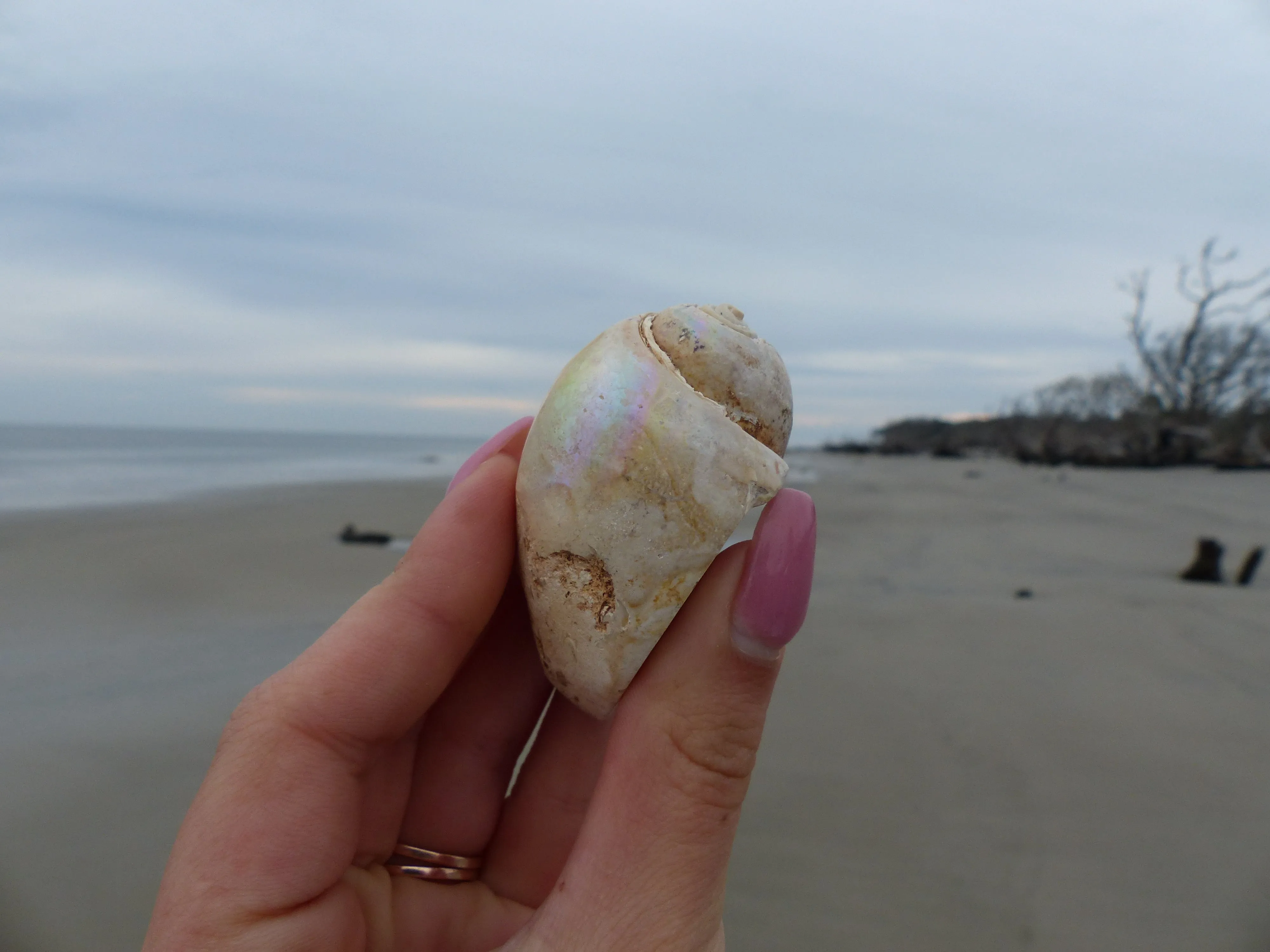 Aura Druzy Shell (#9)