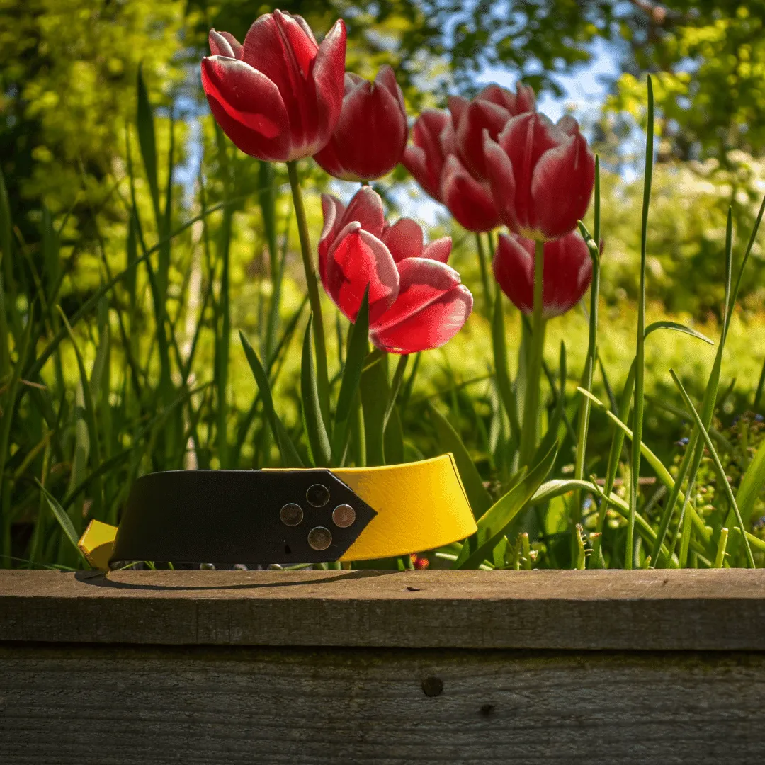 Big & Beautiful - Custom Two Tone Dog Collars for big dogs