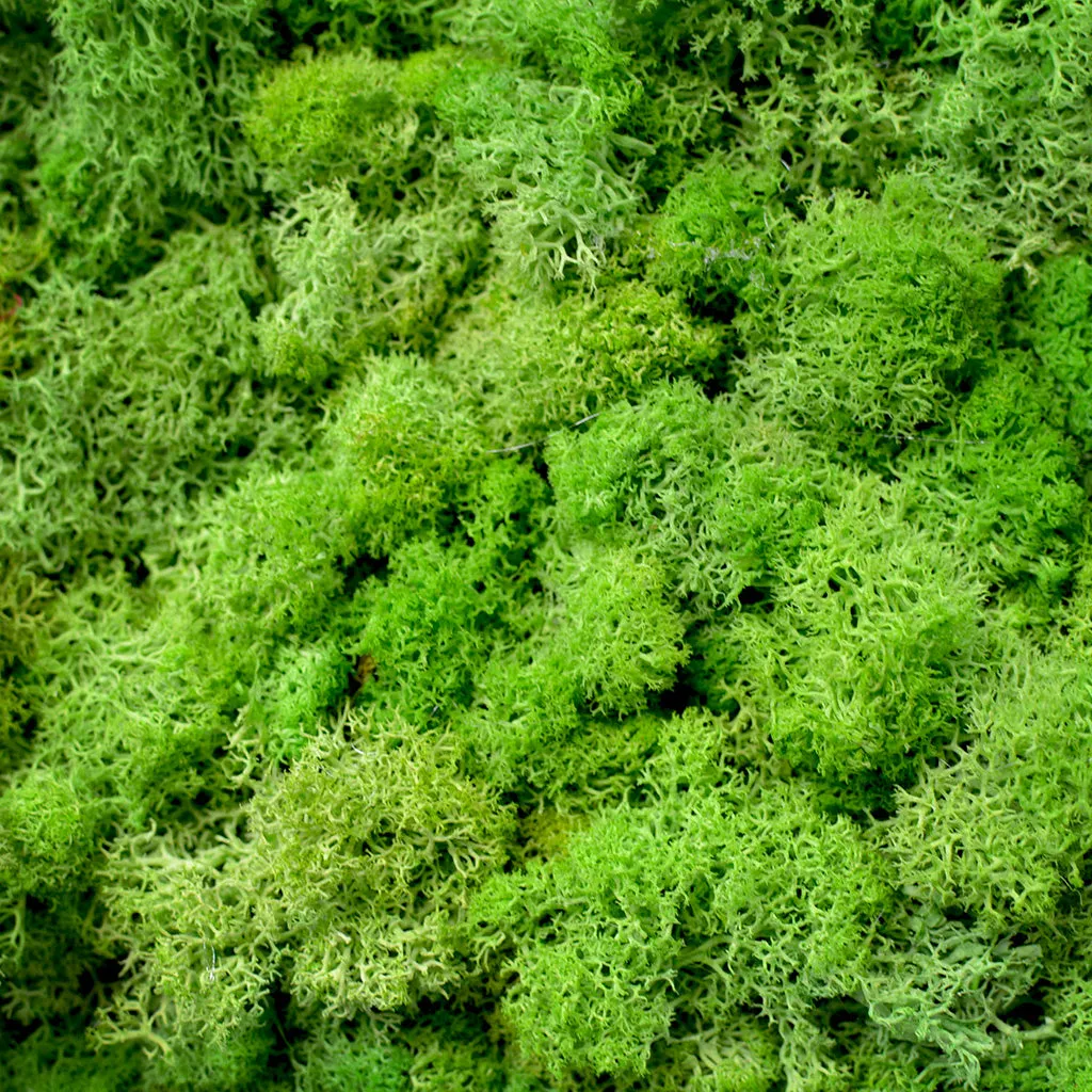 Classic Green Preserved Moss Frame with Light Wood
