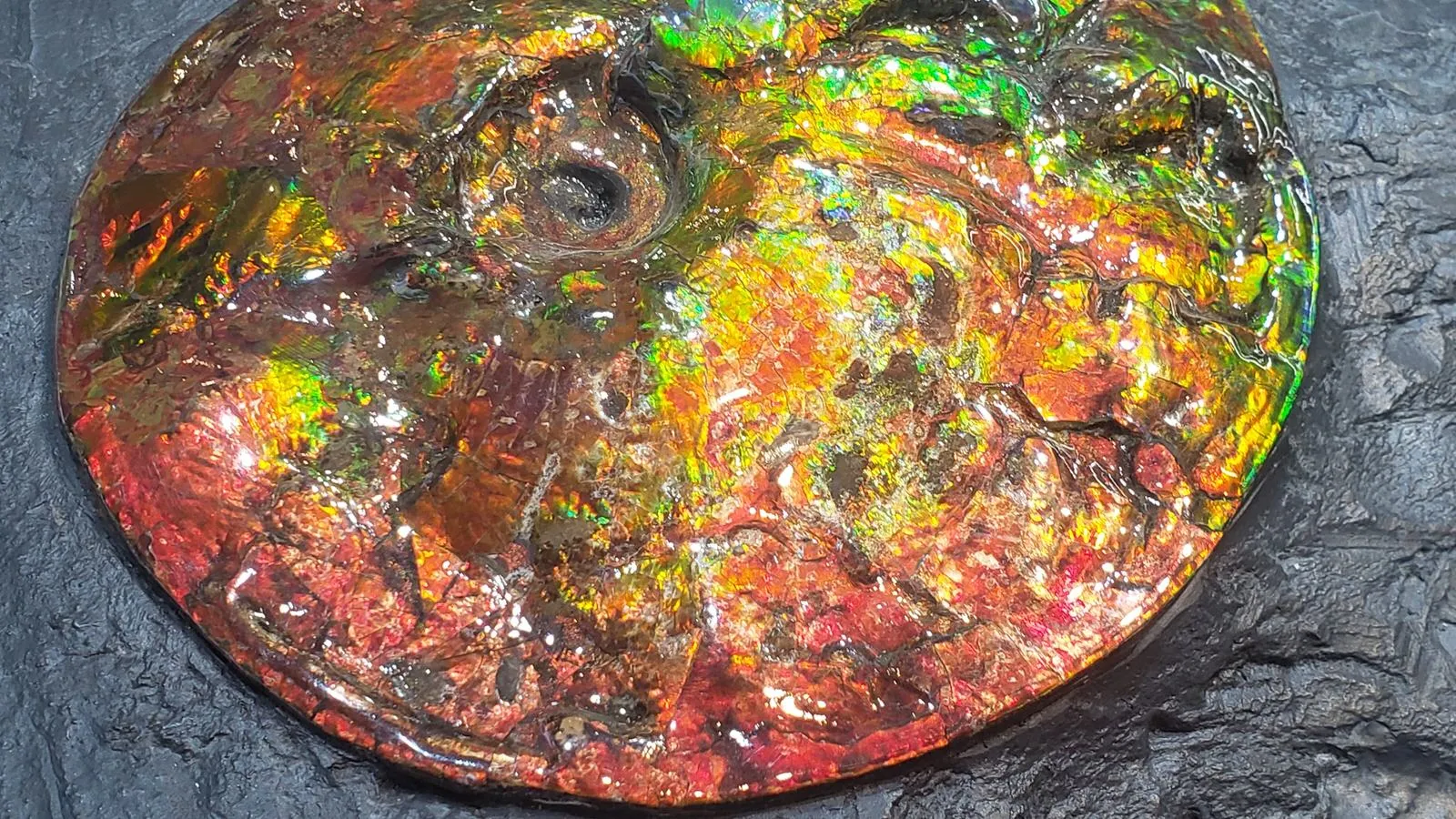 Iridescent Ammonite (Ammolite) in Matrix, 8.0"