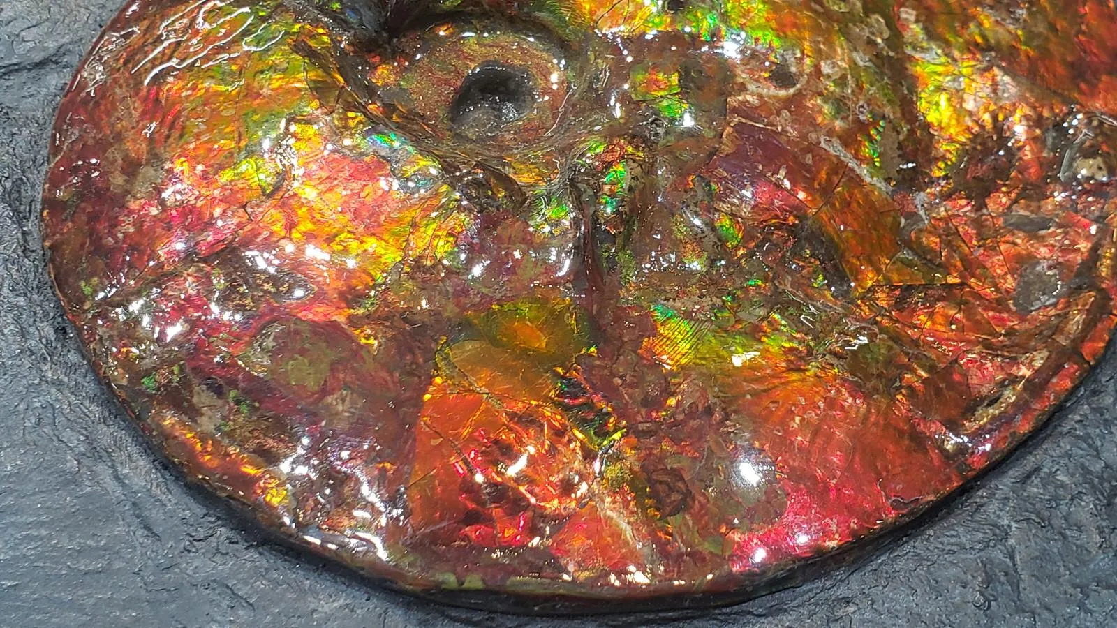 Iridescent Ammonite (Ammolite) in Matrix, 8.0"