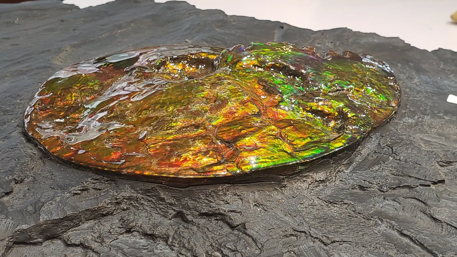 Iridescent Ammonite (Ammolite) in Matrix, 8.0"