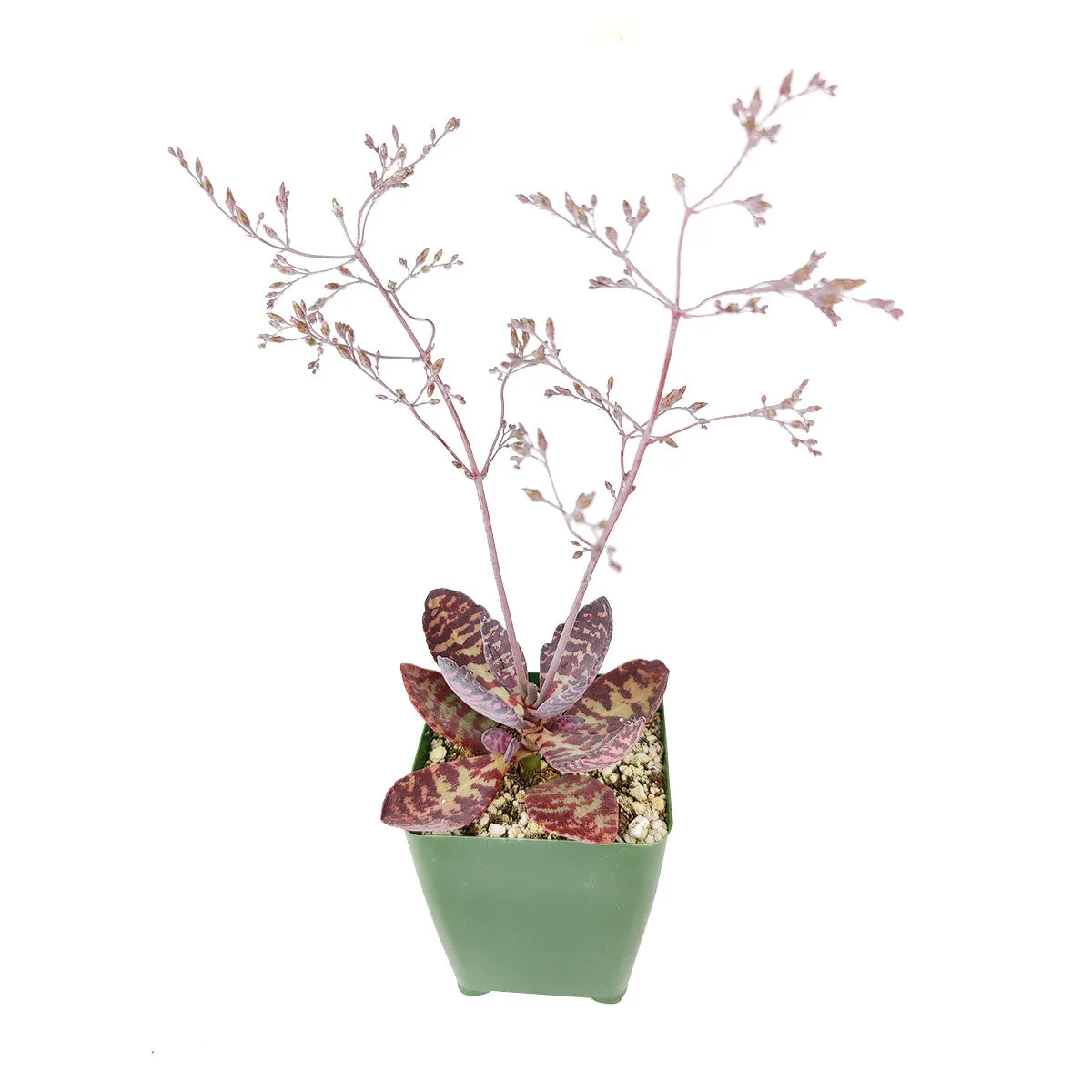 Kalanchoe Humilis "Desert Surprise"