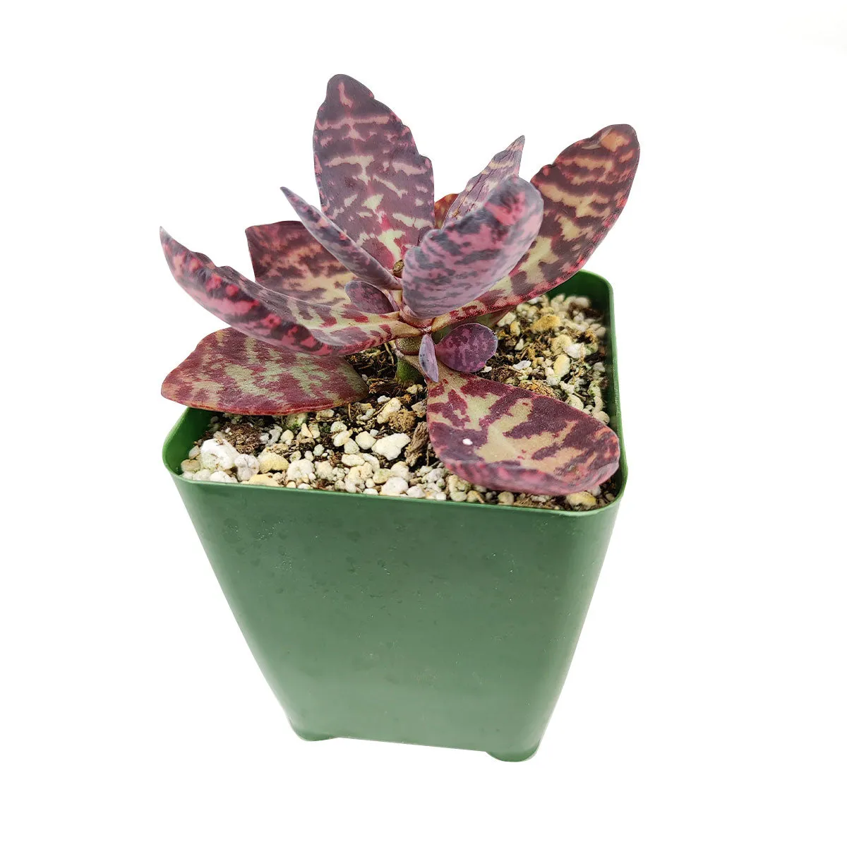 Kalanchoe Humilis "Desert Surprise"