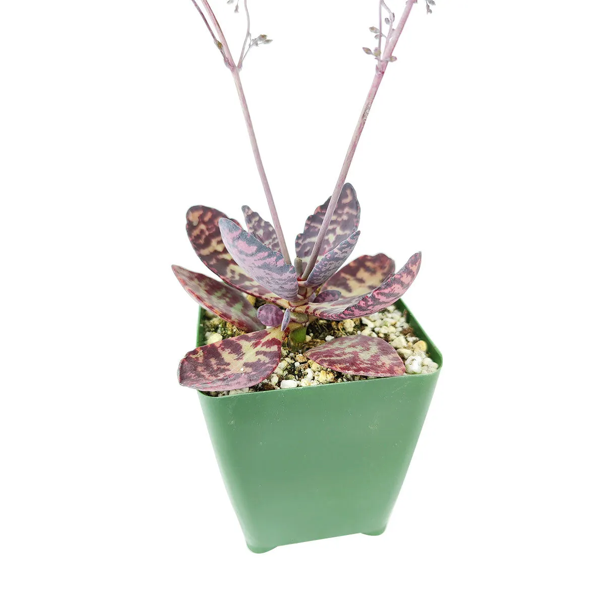 Kalanchoe Humilis "Desert Surprise"