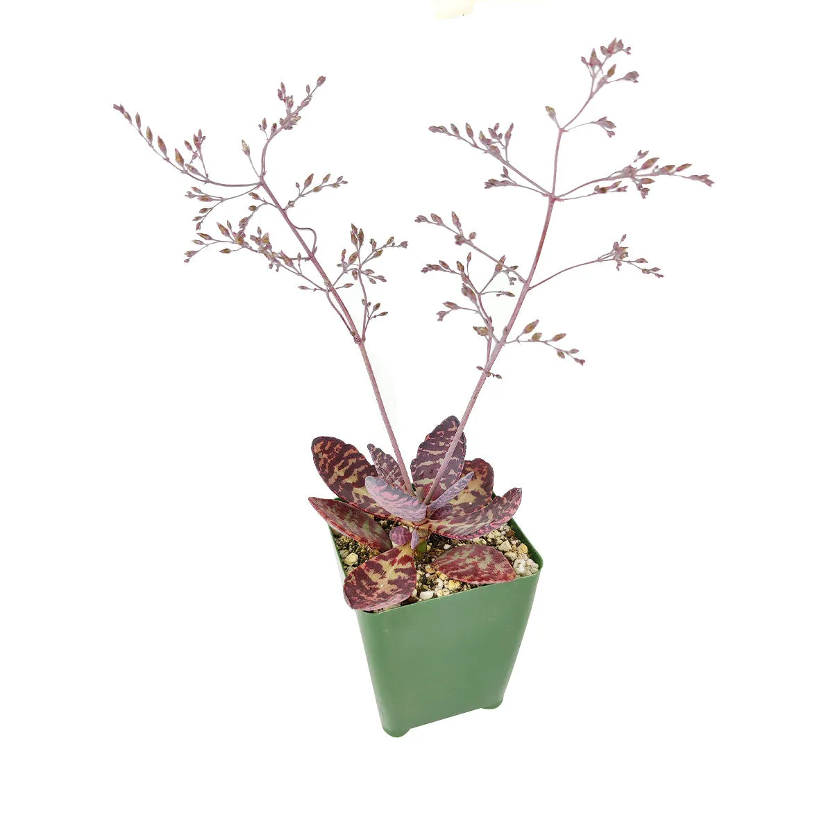 Kalanchoe Humilis "Desert Surprise"