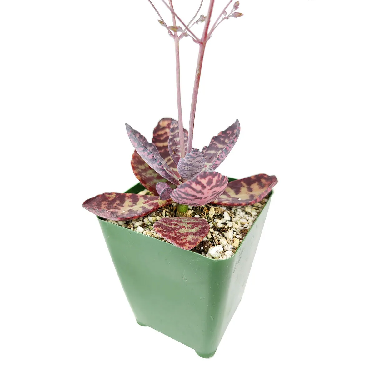 Kalanchoe Humilis "Desert Surprise"