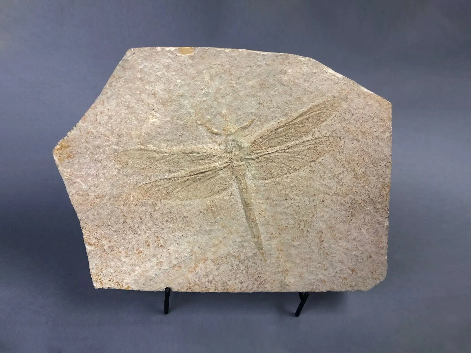 Large Fossil Dragonfly, Solnhofen