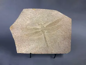 Large Fossil Dragonfly, Solnhofen