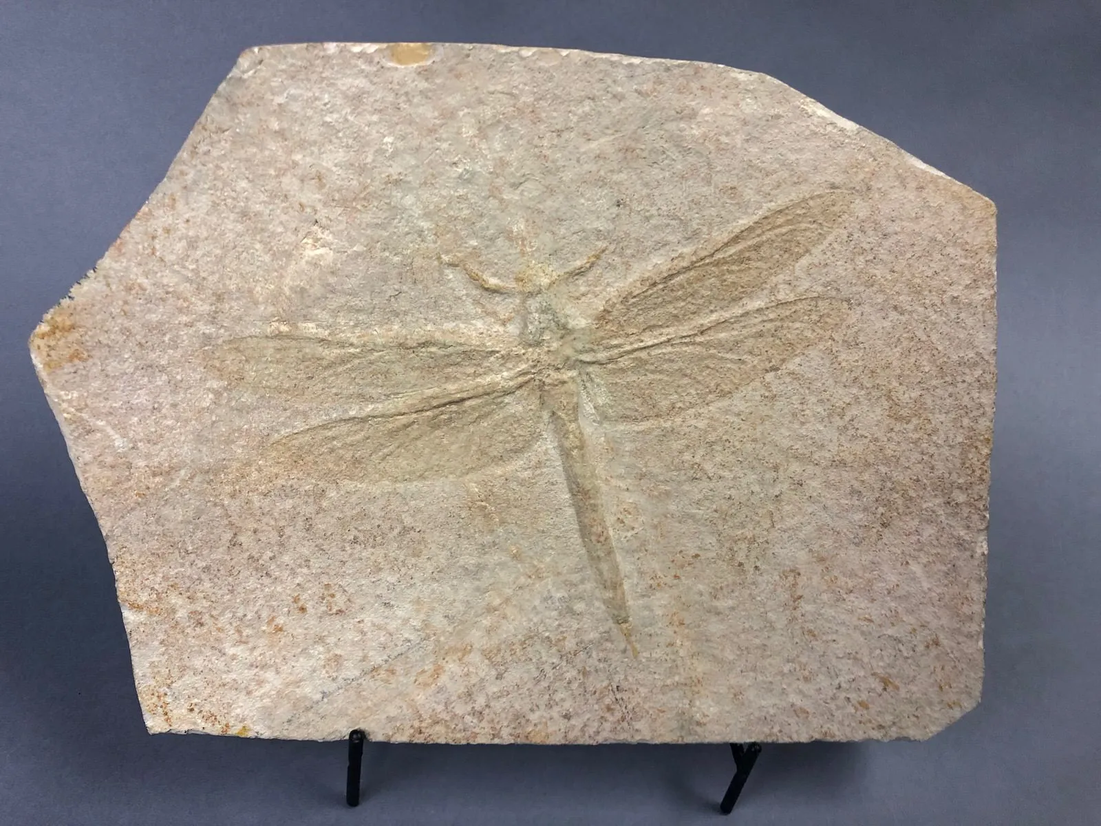 Large Fossil Dragonfly, Solnhofen
