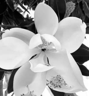 Magnolia No. 2 by Ruth Magnusson