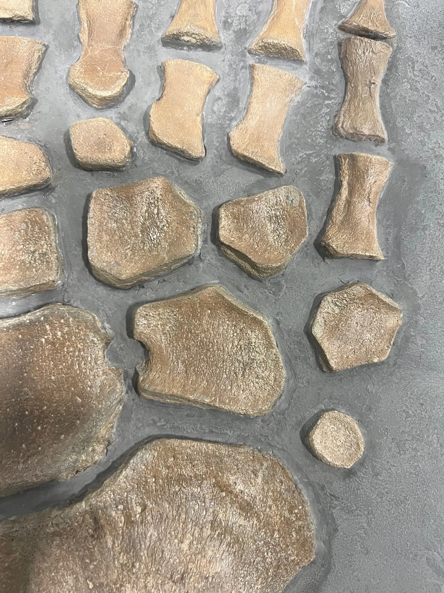 Plesiosaur Paddle, Oxford Clay, United Kingdom