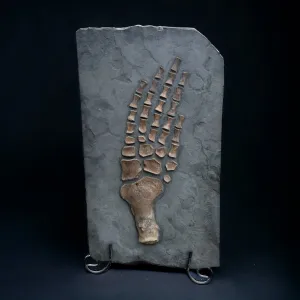 Plesiosaur Paddle, Oxford Clay, United Kingdom