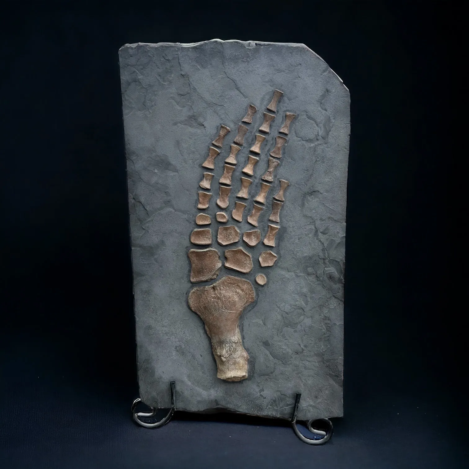 Plesiosaur Paddle, Oxford Clay, United Kingdom